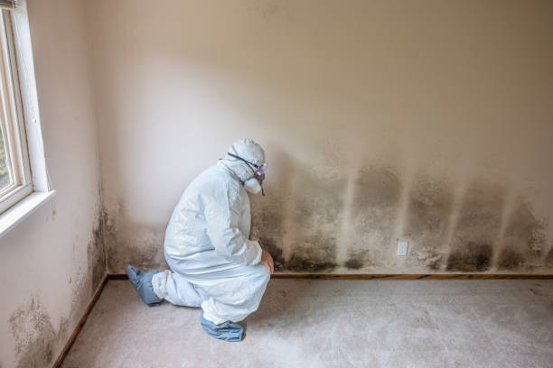 Best Residential Mold Inspection & Testing  in Chisholm, ME
