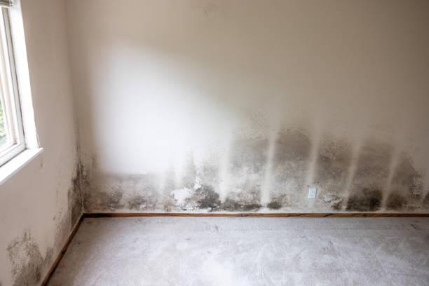 Forensic Mold Investigation in Chisholm, ME